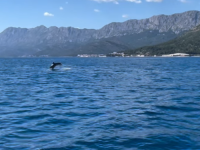 ČUDESAN PLES NA JADRANU: Pogledajte prelijepe prizore delfina snimljene nadomak omiljenog ljetovališta Bosanaca i Hercegovaca (VIDEO)