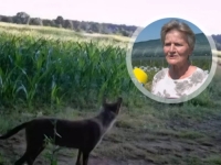 'GOSPODSKI JE OTIŠAO': Brala borovnice, evo šta je uradila ova žena nakon bliskog susreta s vukom