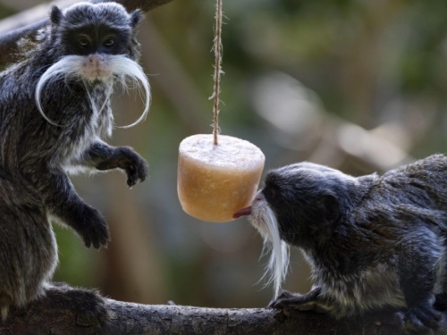 I NJIMA JE VRUĆE: Pogledajte kako se rashlađuju simpatični stanovnici zoološkog vrta (FOTO)