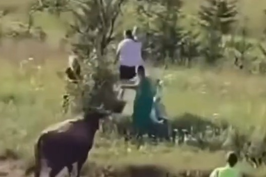 DRAMA NA IGMANU: Bik probio ogradu i uletio u publiku - Nastao opći haos i panika na koridi (VIDEO)
