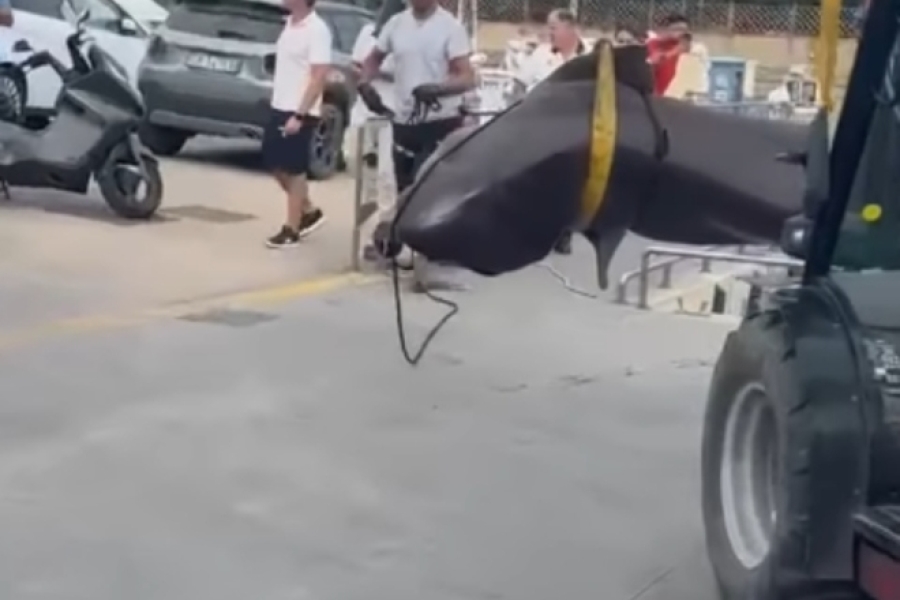 DIJETE U PLIĆAKU UGLEDALO BEŠTIJU OD PET METARA: U sekundi je nastala panika