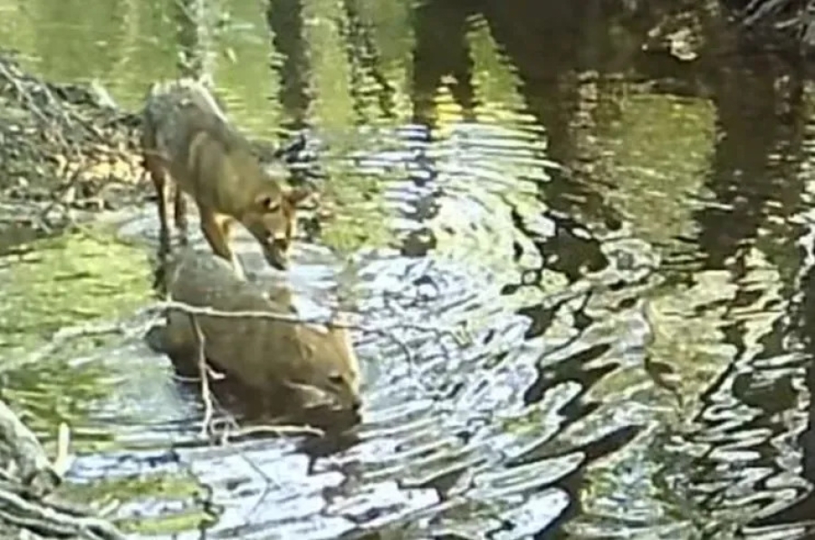 HIT SNIMAK IZ REGIONA: Pogledajte šta rade šakali kada misle da ih niko ne gleda (VIDEO)