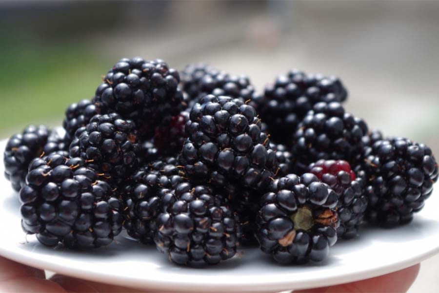 CRNO BLAGO IZ PRIRODE: Kupine skirvaju nutritivnu 'bombu', jedite ih svakog dana...