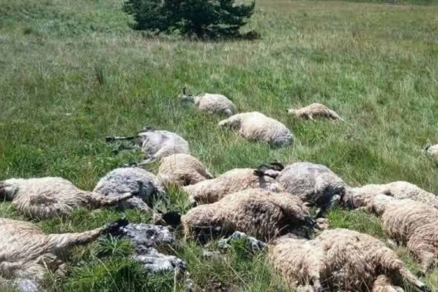 UŽAS NA KUPRESU: Grom usmrtio stado ovaca