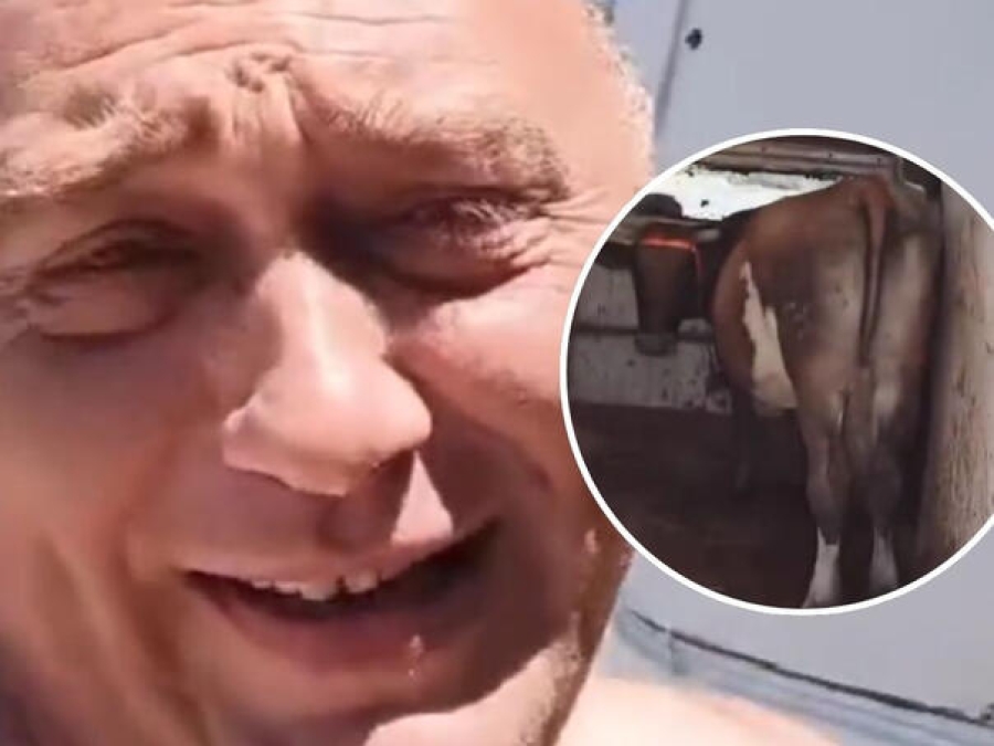 NEVJEROVATAN PRIZOR NA JADRANU: Bosanac doveo kravu na more (VIDEO)