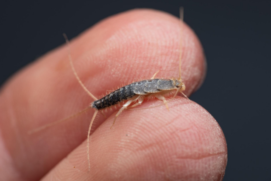 VIDJELI STE OVOG INSEKTA U KUĆI?: Riješite ga se što prije jer može izazvati dva ozbiljna problema