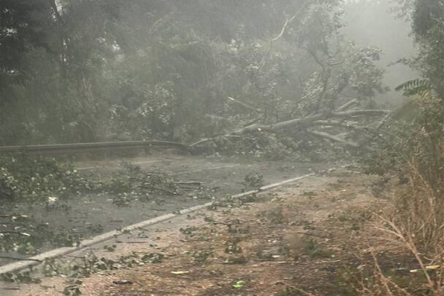 NEVRIJEME POHARALO HERCEGOVINU: Oborena stabla prekinula saobraćaj...