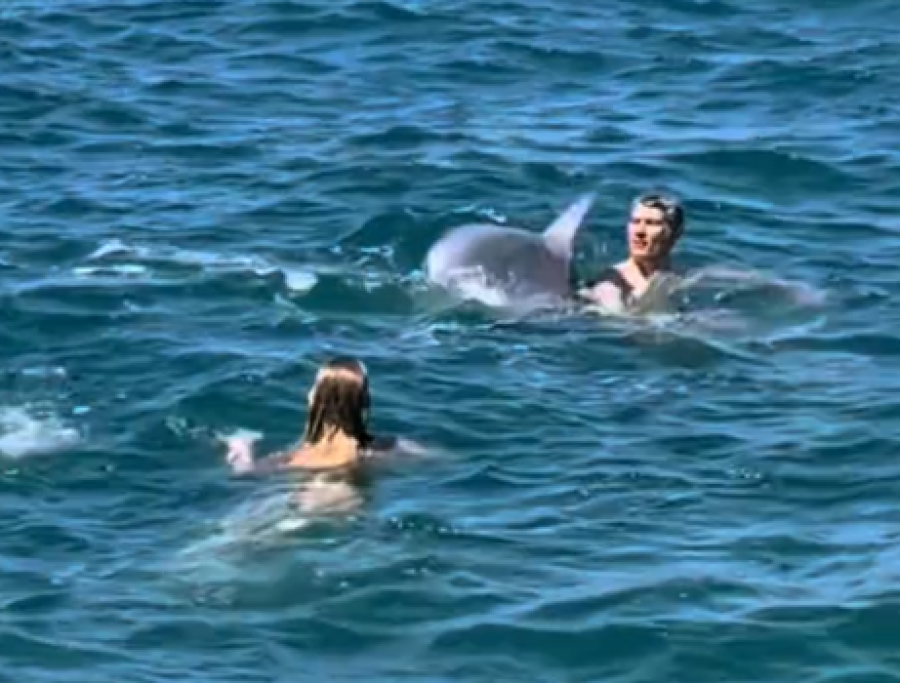 OPASNA IGRA NA JADRANU: Razigrani delfin Oliver potopio plivača, stručnjaci uputili hitno i ozbiljno upozorenje (VIDEO)