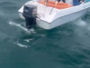 JEZIVA TRAGEDIJA NA RAJSKOM OTOKU: Prevrnuo se turistički brod, najmanje 15 osoba poginulo (VIDEO)