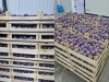 BOSANSKE ŠLJIVE KASNE DA STIGNU U NJEMAČKU: Kamioni danima stoje na hrvatskoj granici