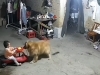 HEROJ NA ČETIRI NOGE: Pas uočio opasnost i spasio dijete od teških povreda (VIDEO)