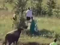 DRAMA NA IGMANU: Bik probio ogradu i uletio u publiku - Nastao opći haos i panika na koridi (VIDEO)