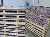 BOSANSKE ŠLJIVE KASNE DA STIGNU U NJEMAČKU: Kamioni danima stoje na hrvatskoj granici