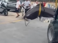 DIJETE U PLIĆAKU UGLEDALO BEŠTIJU OD PET METARA: U sekundi je nastala panika