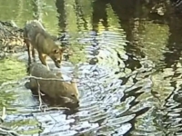 HIT SNIMAK IZ REGIONA: Pogledajte šta rade šakali kada misle da ih niko ne gleda (VIDEO)