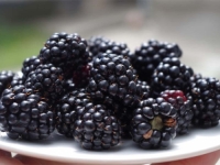 CRNO BLAGO IZ PRIRODE: Kupine skirvaju nutritivnu 'bombu', jedite ih svakog dana...