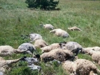 UŽAS NA KUPRESU: Grom usmrtio stado ovaca