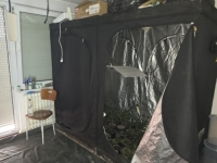 TUŽILAŠTVO KS TRAŽI PRITVOR ZA 'BOTANIČARA': 39-godišnjak u stanu krio tri laboratorije