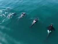 FASCINANTNI SVIJET MORSKIH DIVOVA: Orke se zalijeću u ogromne ribe od dvije tone, ali niko ne zna zašto to rade (VIDEO)
