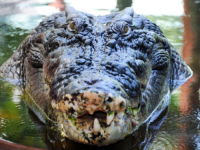 MONSTRUOZNE NAMJERE: Ekstremni desničar Ben-Gvir želi dovesti krokodile pred njihove ćelije!