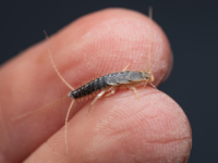 VIDJELI STE OVOG INSEKTA U KUĆI?: Riješite ga se što prije jer može izazvati dva ozbiljna problema