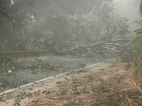 NEVRIJEME POHARALO HERCEGOVINU: Oborena stabla prekinula saobraćaj...