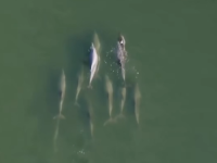 PRIZOR KOJI SLAMA SRCA: Majka delfin nosi mrtvo mladunče, drugi delfini plivaju uz nju (VIDEO)