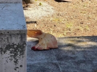 OD SVINJSKE GLAVE U LISKA HAREMU DO 'UGROŽENIH HRIŠĆANA': Islamofobno izvrtanje stvarnosti