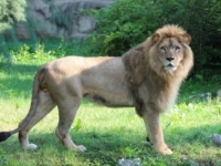 TRAGEDIJA U ZAGREBAČKOM ZOO-u: Mladi lav Uganda iznenada usmrtio lavicu Tayri, pokrenuta istraga