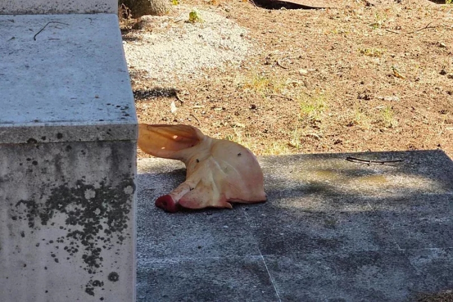 OD SVINJSKE GLAVE U LISKA HAREMU DO 'UGROŽENIH HRIŠĆANA': Islamofobno izvrtanje stvarnosti