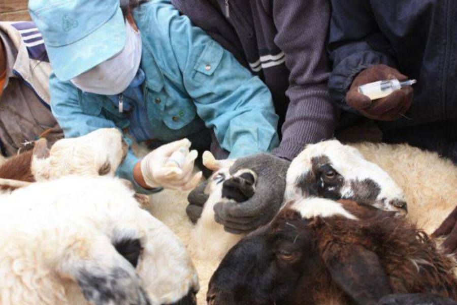 EPIDEMIOLOŠKI ALARM: Bruceloza se širi u BiH, prvi put potvrđeni oboljeli među stanovništvom u više kantona