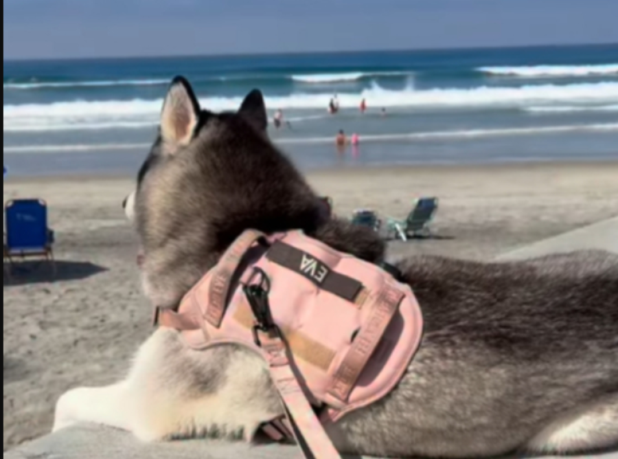 VIDEO KOJI JE NASMIJAO SVIJET: Dramatična haskica Eva postala hit na internetu zbog protesta na plaži! (VIDEO)