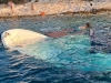 DRAMA U DALMACIJI: Pijani turisti potopili brod, mještani reakcijom zaprepastili sve...