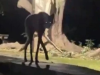 PRIZOR KAO IZ HOROR FILMA: Snimak misterioznog stvorenja izazvao buru na mrežama, svi se pitaju o čemu je riječ (VIDEO)