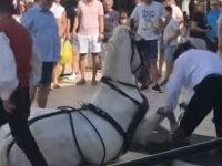 MUČNE SCENE U SINJU: Konji popadali na sliskim kamenim ulicama, snimke se šire mrežama