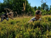 DOK VEĆINA SPAVA: Djeca kod bh. grada beru borovnice za 25 KM po kilogramu