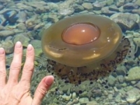 NESVAKIDAŠNJI PRIZOR NA POPULARNOJ PLAŽI U HRVATSKOJ, GRAĐANI UPOZORENI: 'Pustite ih na miru' (FOTO)