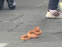 U CENTRU GRADA NEOBIČNA ZMIJA NAPADALA LJUDE: U sekundi je nastala panika (VIDEO)