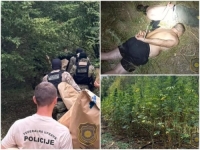 AKCIJA FEDERALNE UPRAVE POLICIJE: Kod Grabovice pronađena plantaža kanabisa, dvije osobe uhapšene