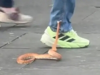 POGLEDAJTE KAKO SE ZMIJA USRED GRADA BORILA ZA ŽIVOT:  Zbog nebrige završila na ulici (VIDEO)