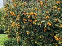 SPOJ VITAMINA C, VLAKANA I ANTIOKSIDANSA: Kako mali kumkvat čuva srce, kožu i probavni sistem