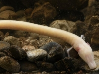 OVO JE BOSANSKA ČOVJEČIJA RIBICA: O njoj piše cijeli svijet (FOTO)