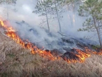 GORI ŠUMA U KLADNJU: Buknuo požar na osam hektara, vjetar otežava gašenje – mehanizacija i vatrogasci DANIMA U BORBI SA VATRENOM STIHIJOM