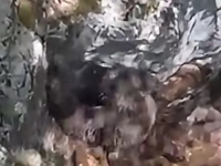DRAMA U HERCEGOVINI: Medvjedić upao u duboku jamu, a onda su lovci učinili nešto nevjerovatno (VIDEO)