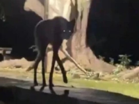 PRIZOR KAO IZ HOROR FILMA: Snimak misterioznog stvorenja izazvao buru na mrežama, svi se pitaju o čemu je riječ (VIDEO)