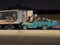 SCENA KAO IZ FILMA: Kamere zabilježile najluđu krađu piletine ikad (VIDEO)