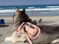 VIDEO KOJI JE NASMIJAO SVIJET: Dramatična haskica Eva postala hit na internetu zbog protesta na plaži! (VIDEO)