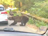 KAD SI GLADAN NISI SVOJ: Medvjed zubima otkinuo branik s auta u pokretu, pogledajte šokantni snimak! (VIDEO)