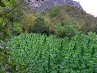ZAPLJENA GODINE NA POMOLU?: Otkrivene velike plantaže kanabisa u Hercegovini (FOTO)