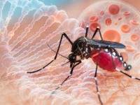 BH. STRUČNJACI UPOZORAVAJU: Šta treba znati i kako prevenirati zarazu Virusom Zapadnog Nila...